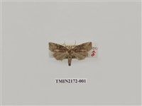 藏品(灰黃波紋蛾)的圖片